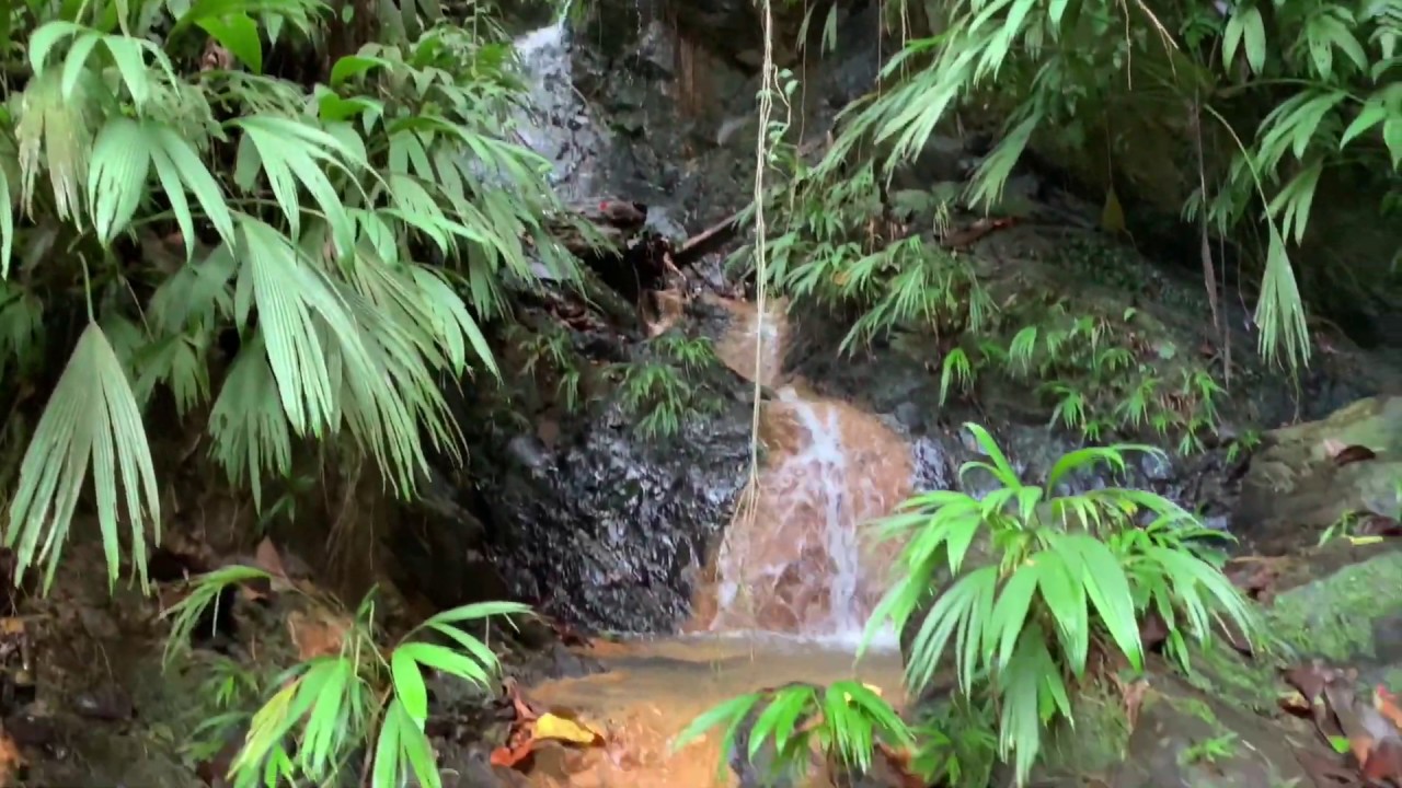 Rainforest,Tobago Main Ridge Forest Reserve  Trinidad and Tobago 4K