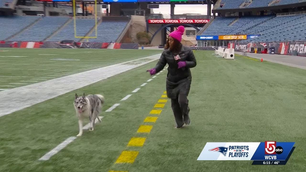 Do your job: How one dog keeps Gillette Stadium fields game-ready
