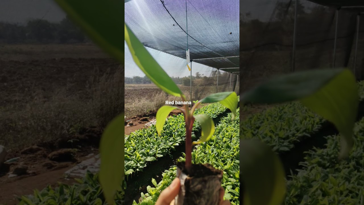 🌱 Tissue culture Red Banana plants available🍌 Strong roots, fast growth – Red Banana variety🌿