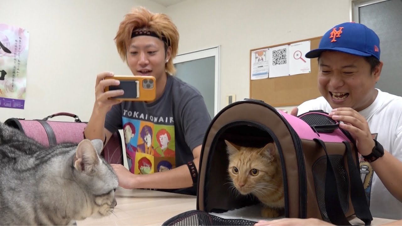 てつ猫・ゆめ猫　初めての遭遇