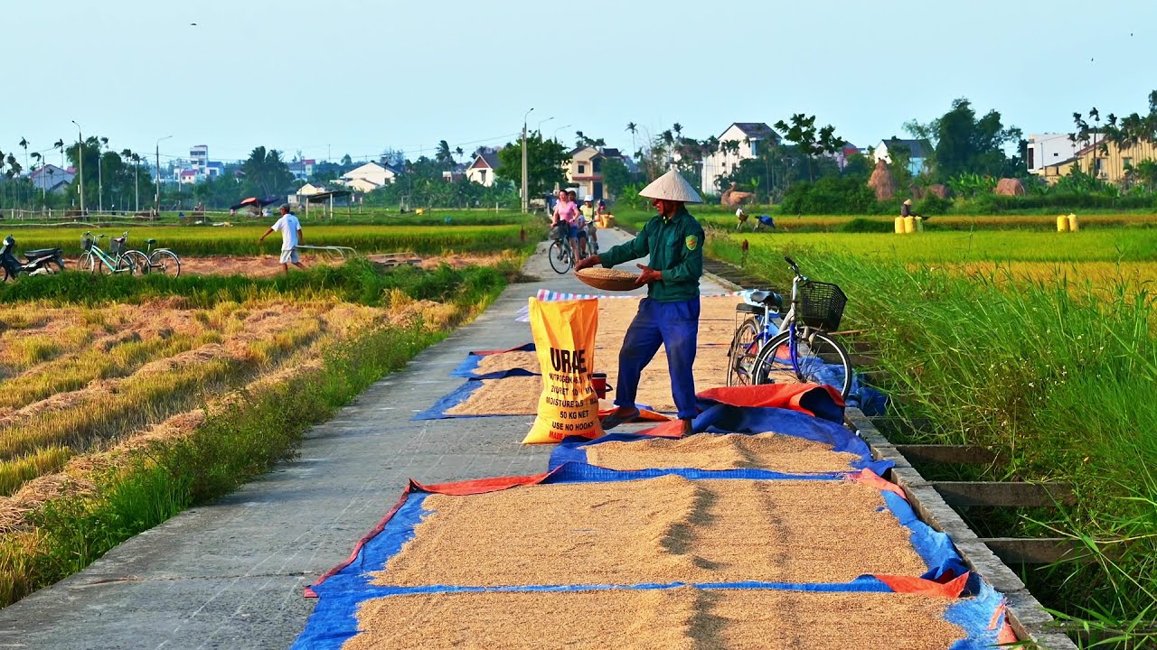 Agricultural Life of Hoi An, Vietnam