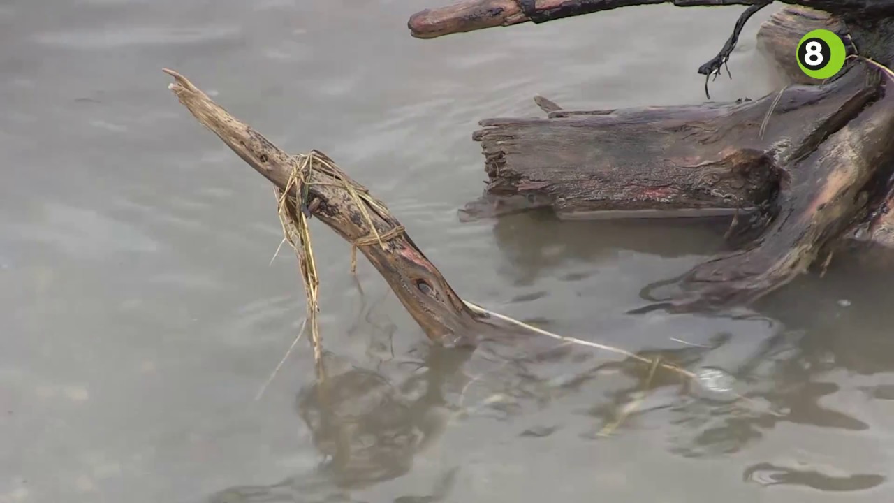 Hoogste waterpeil bereikt in Rijn bij Lobith