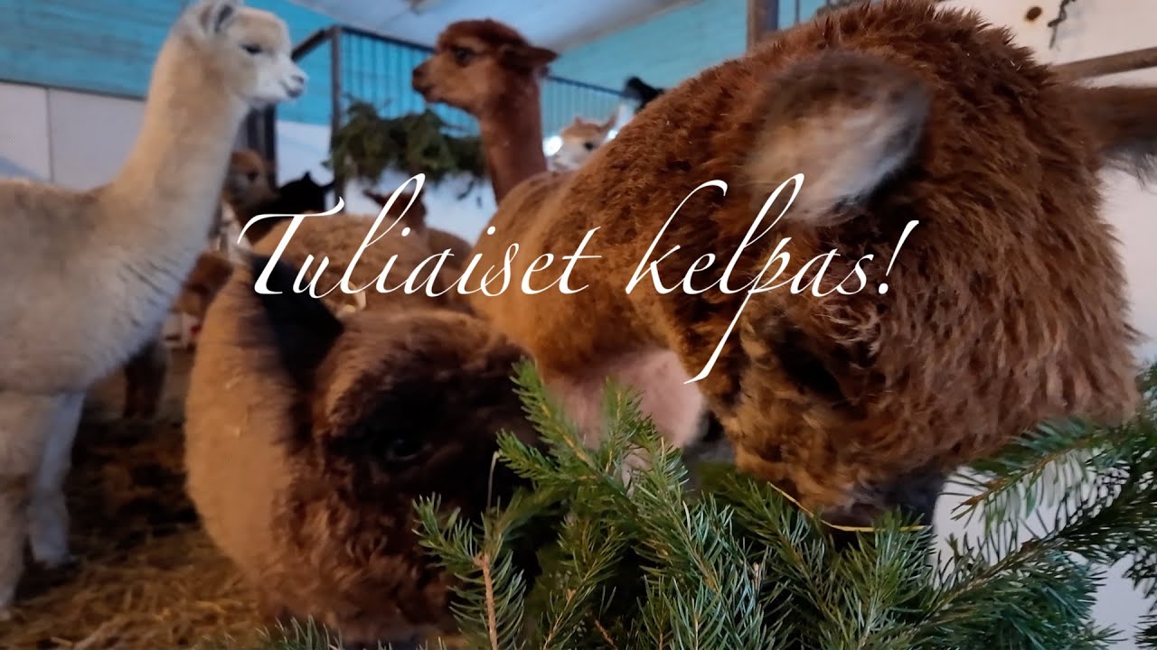 Havuja ja Cupidon kuulumisia