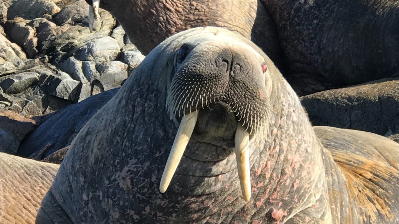 walrus love