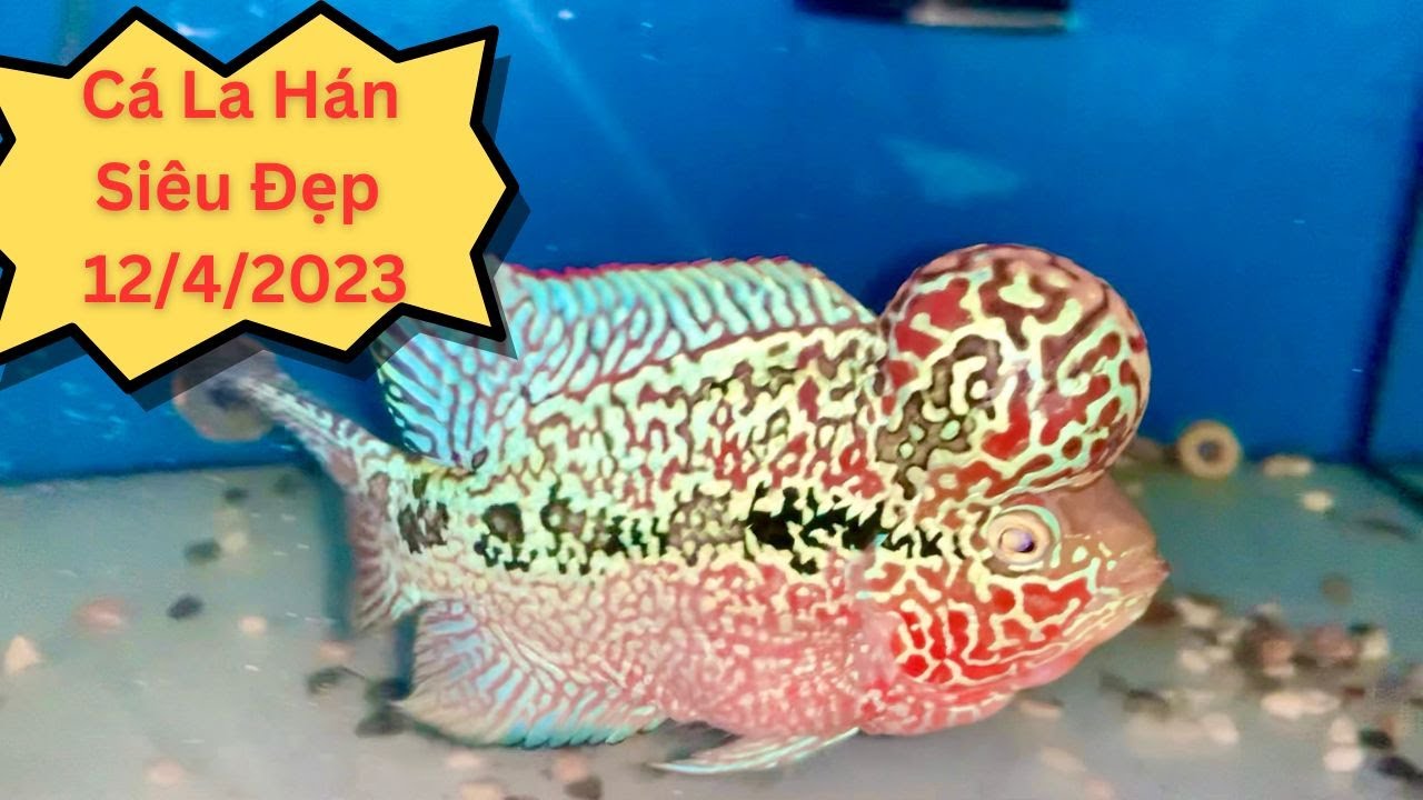 Cá La Hán Siêu Đẹp 12/4/2023