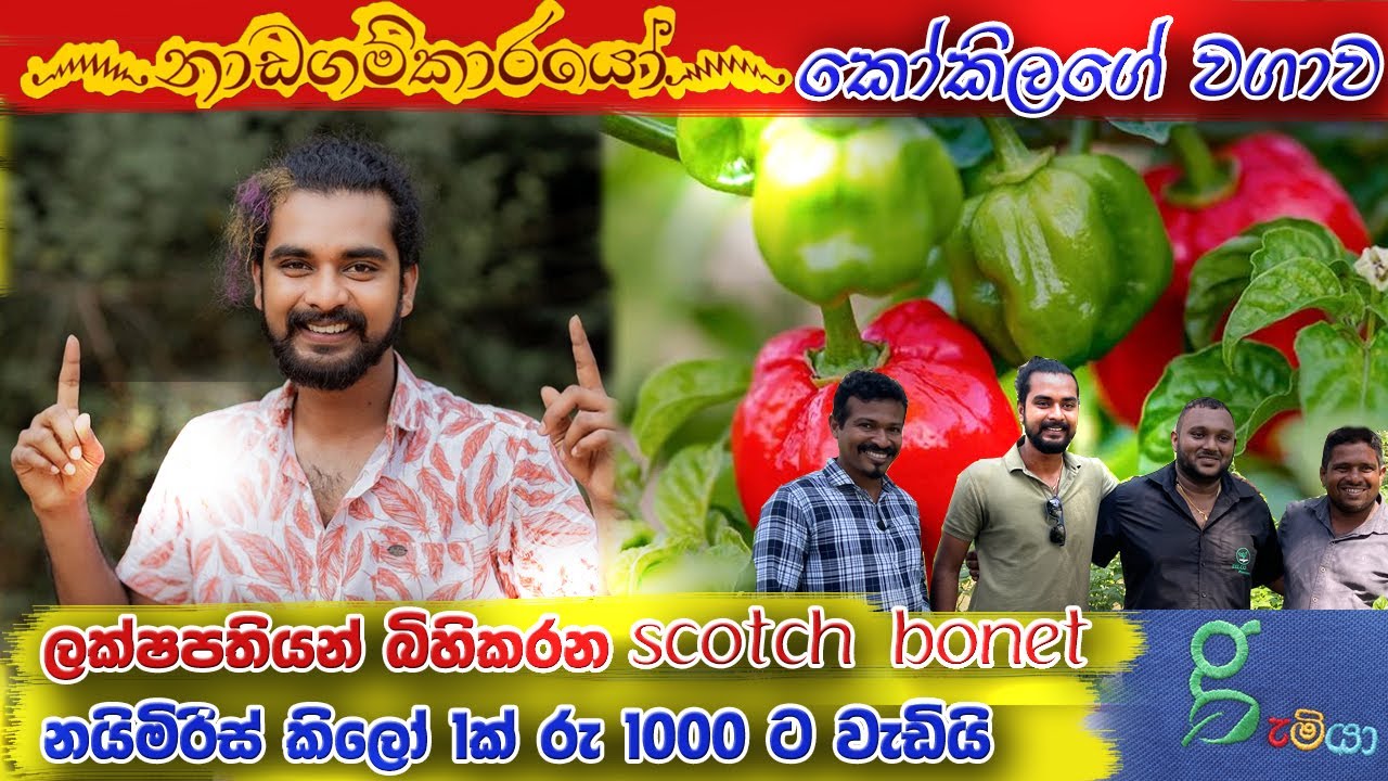 Nadagamkarayo මාලන්ගේ scotch bonnet  nayimiris  නයි මිරිස් වගාව - 0776395088 Dilco plantation