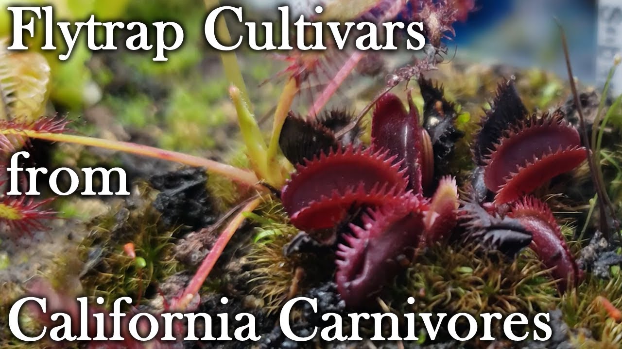 Unboxing Oddities: Flytraps from California Carnivores