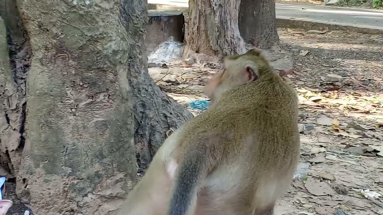 The monkeys at Angkor Wat 