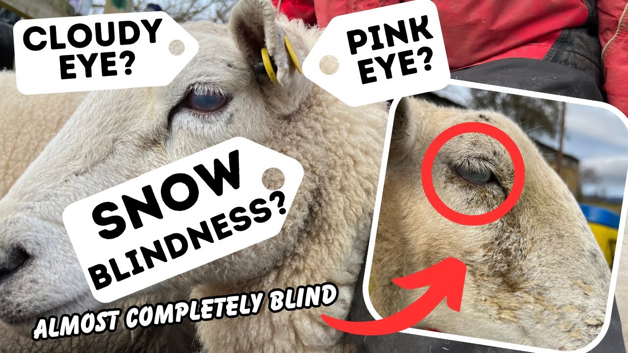 Treating Our Flock For Snow Blindness