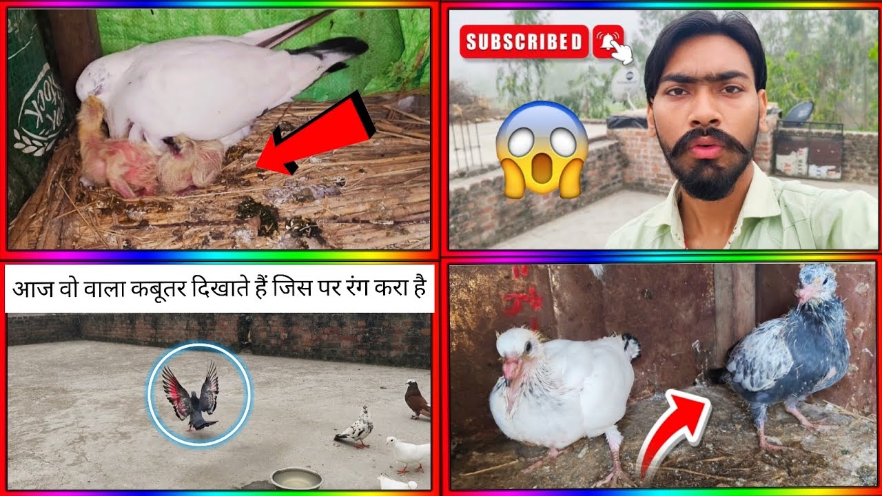 आज वो वाला कबूतर दिखाते हैं जिस पर रंग करा है 👀🕊️