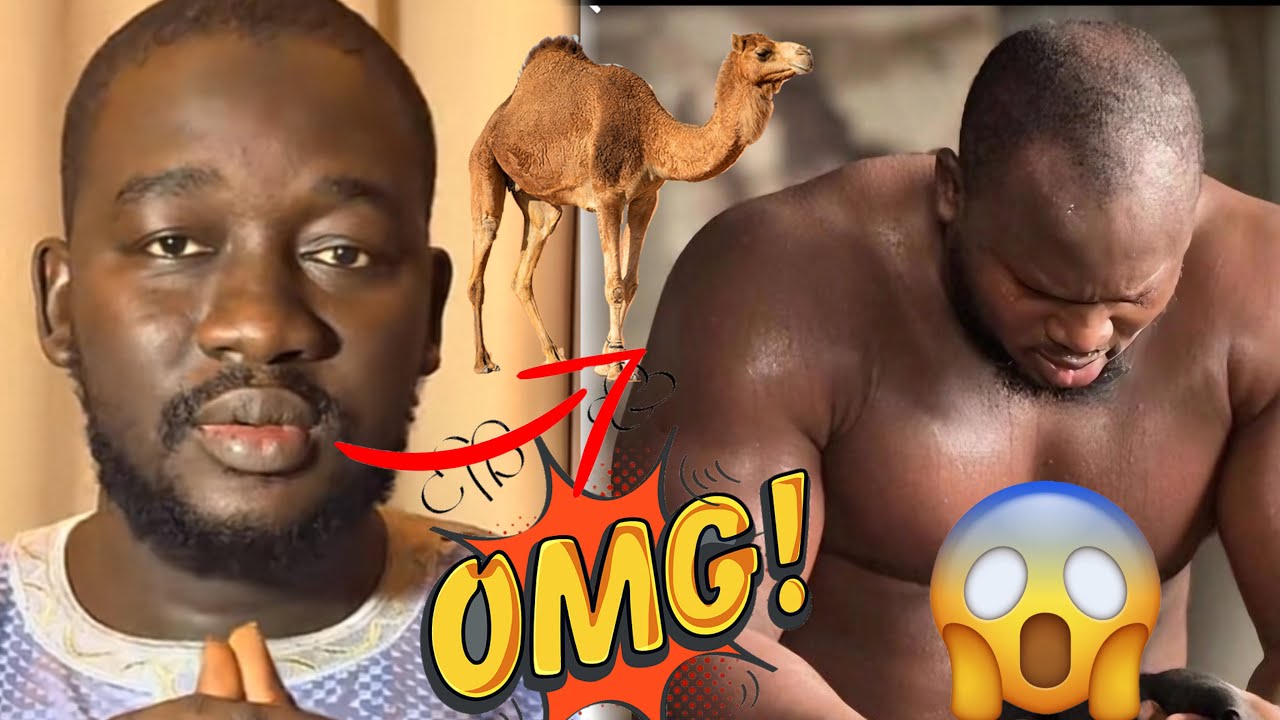 Alahou akbar😱: les révélations explosives de Al Hakim sur le roi des Arènes Modou Lo