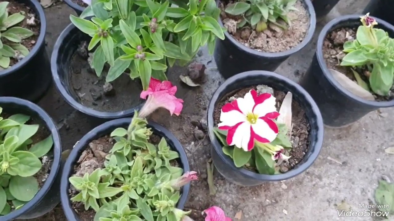 جولة في مشاتل بغداد ⚘️جنتي حديقتي⚘️