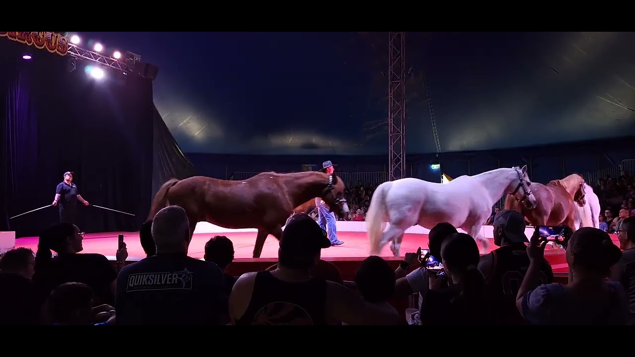 Horse stunts @circus # Equestrians 