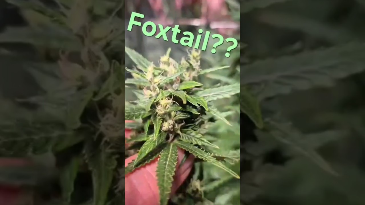 Heat Problem??Foxtail Buds? #Zamnesia #Cannabis #420