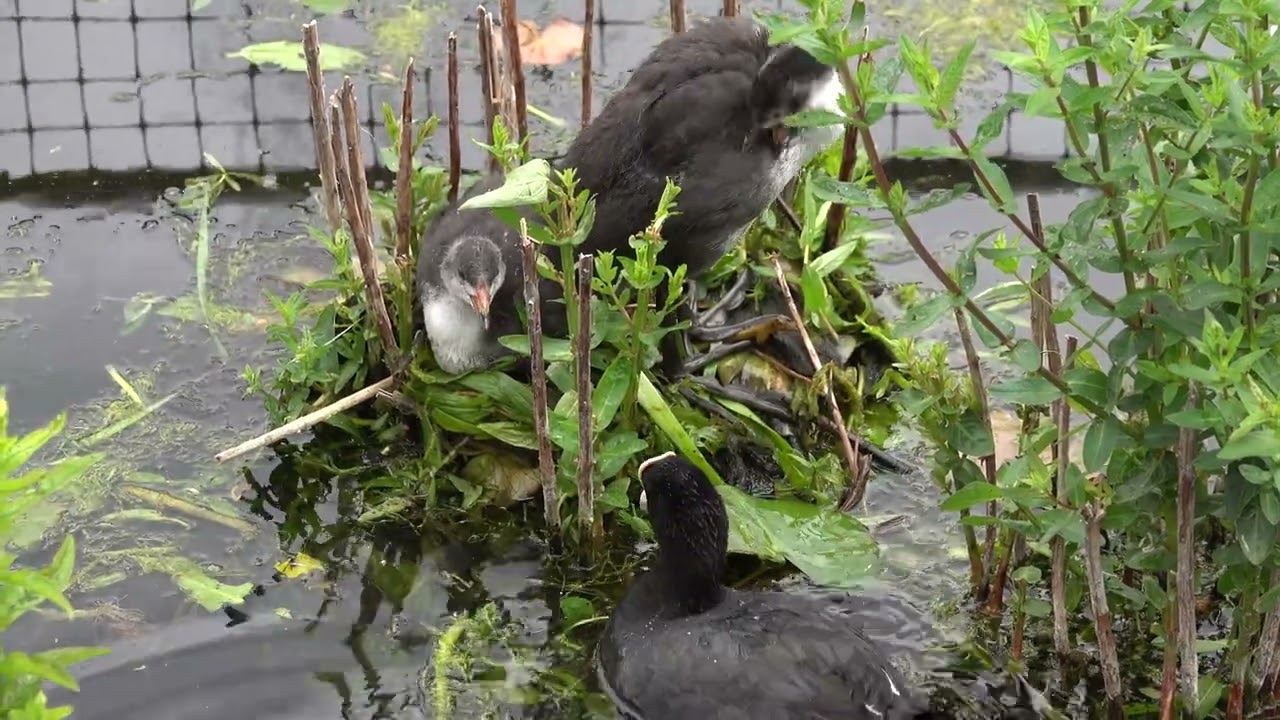 Coot chick helping to build nest