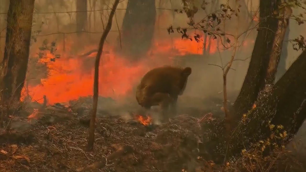 Woman rescues koala from Australian brush fires