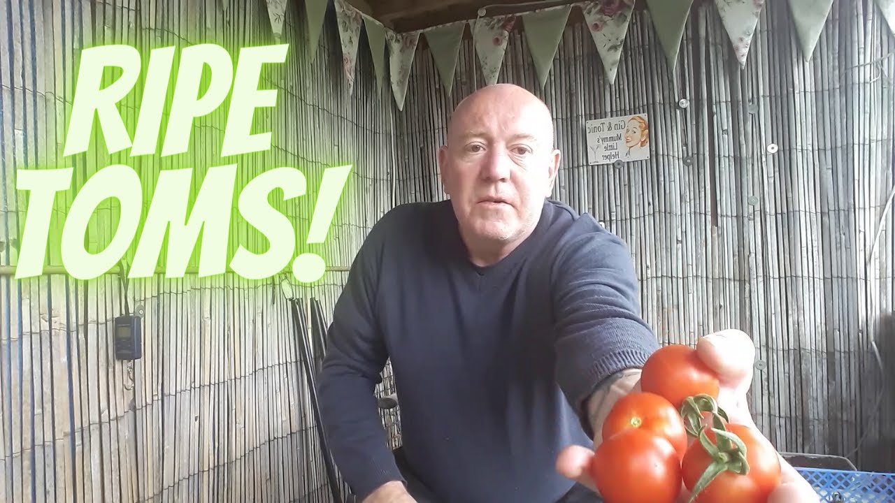 Ripe Toms [Gardening Allotment UK] [Grow Vegetables At Home ]