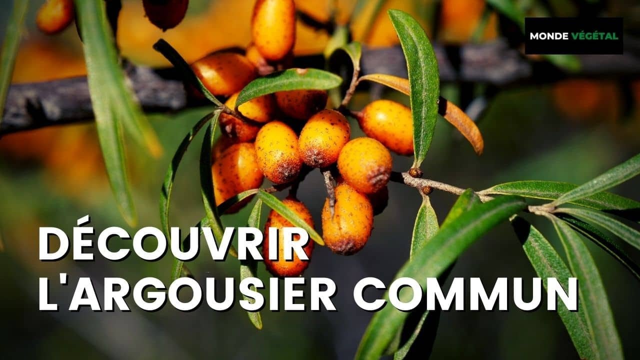 L'ARGOUSIER : le reconnaître, l'identifier, le cultiver et l'utiliser