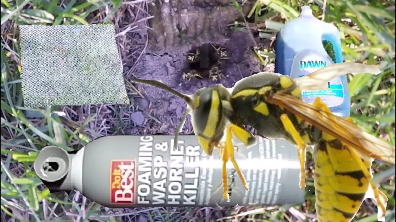 2 Ways To Kill A In Ground Bees Nest / How to KILL Ground Wasp and Yellow Jackets