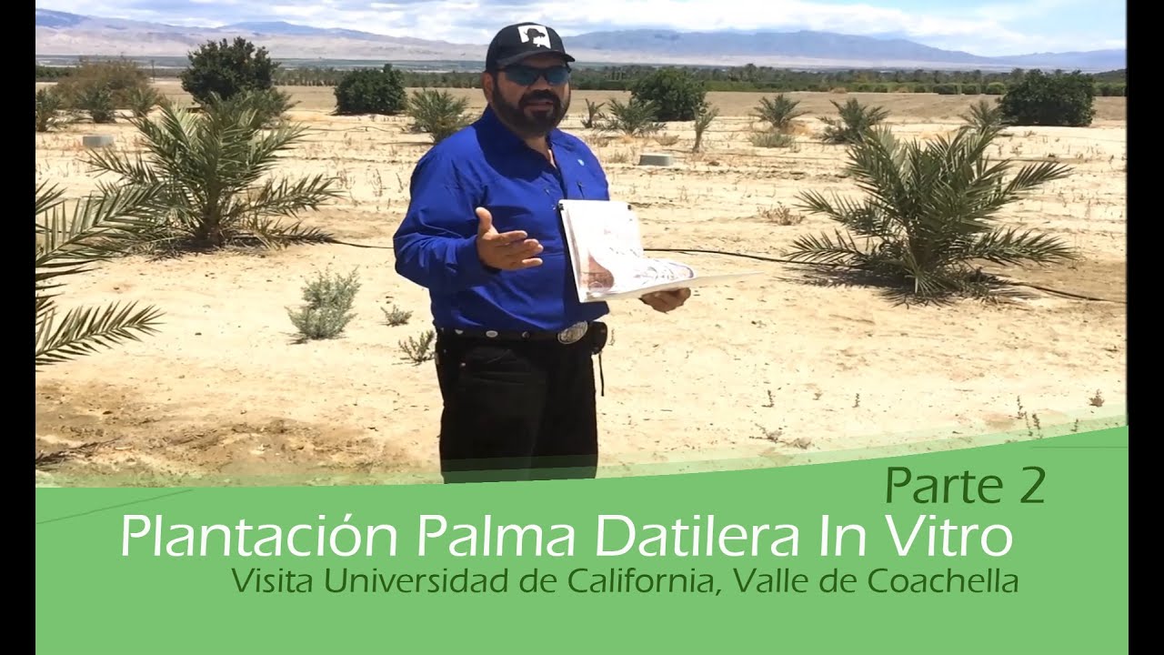 Plantación Palma Datilera In Vitro Parte 2