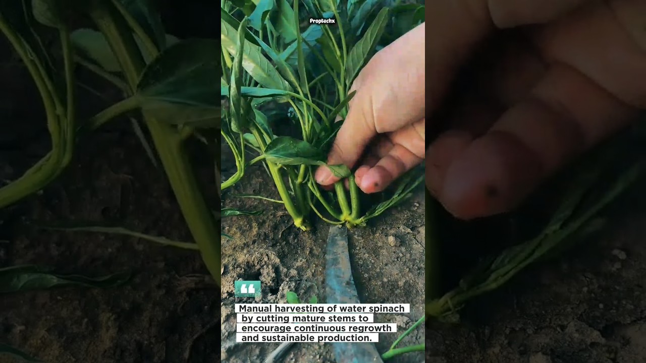 How Farmers Harvest Water Spinach for Continuous Growth #farming #harvest #shorts