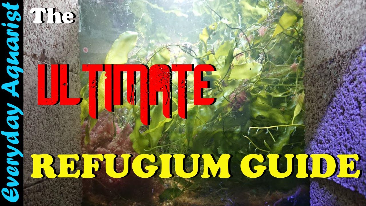 Reef Tank Macroalgae Refugiums Reduce Nitrates & Phosphates