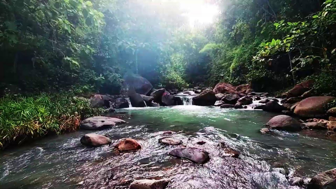Gentle River Flow & Birdsong ASMR: Nature’s Relaxation for Sleep Yoga & Study