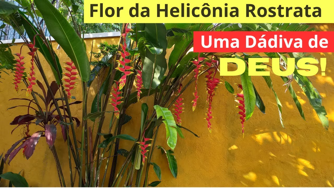 Sementes de helicônia rostrata de brinde para você - Vídeo N°124  - #dicasdovéiodahorta- INSCREVA-SE