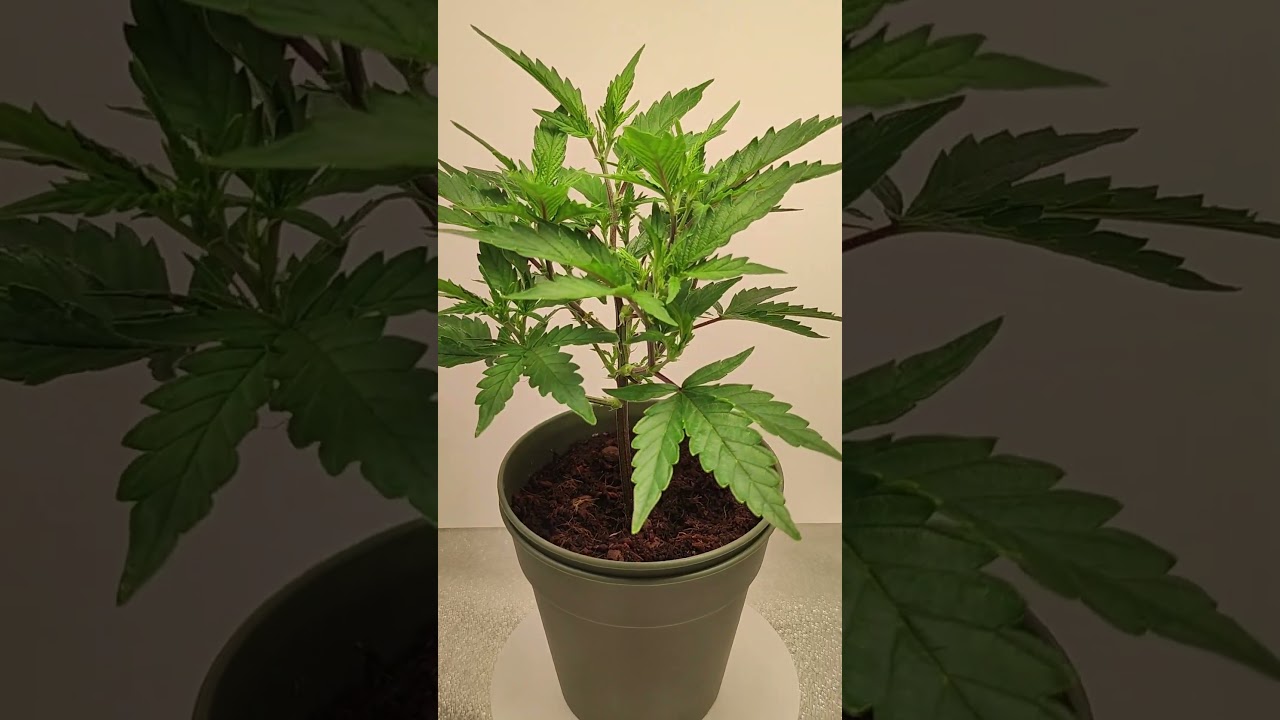 Topping & Lollipopping Cannabis Time Lapse | White Haze Clone Training &ndash; Day 14&ndash;21 #CannabisPlant