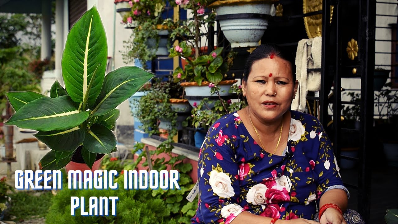 Green Magic Indoor Plant Cutting & Planting I Tips and Care