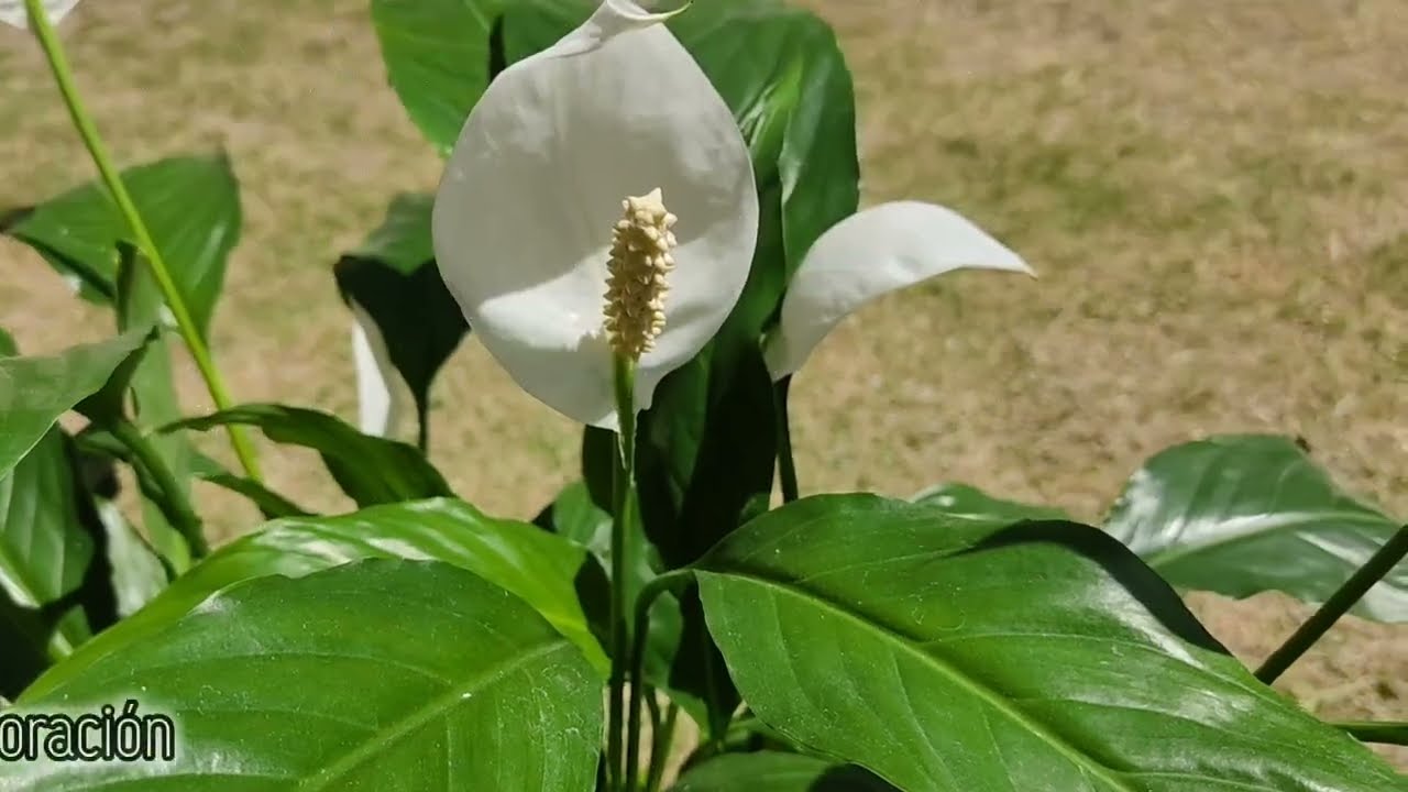 CUNA DE MOISES | TODO Lo que DEBES SABER En 1 VIDEO | CUIDADOS | FLORACION | REPRODUCCION