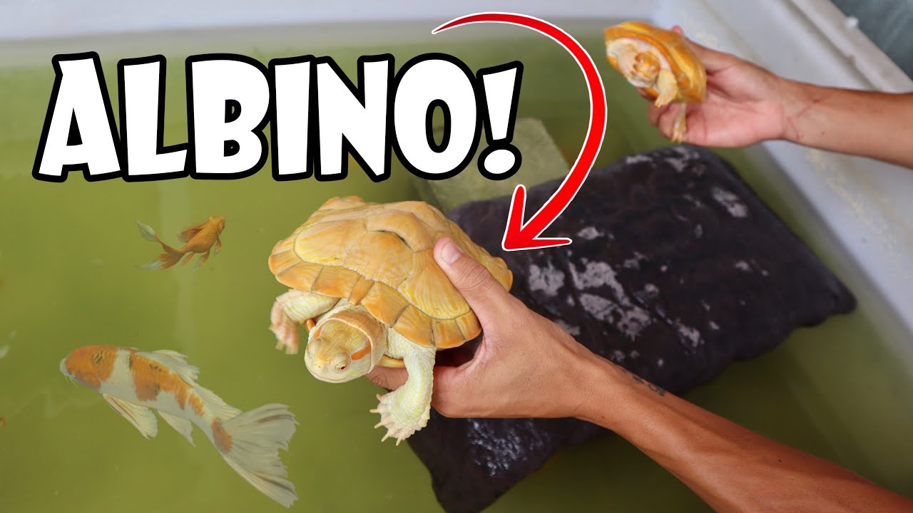 TAKING CARE OF PAUL CUFFARO’S RARE ALBINO TURTLES!!