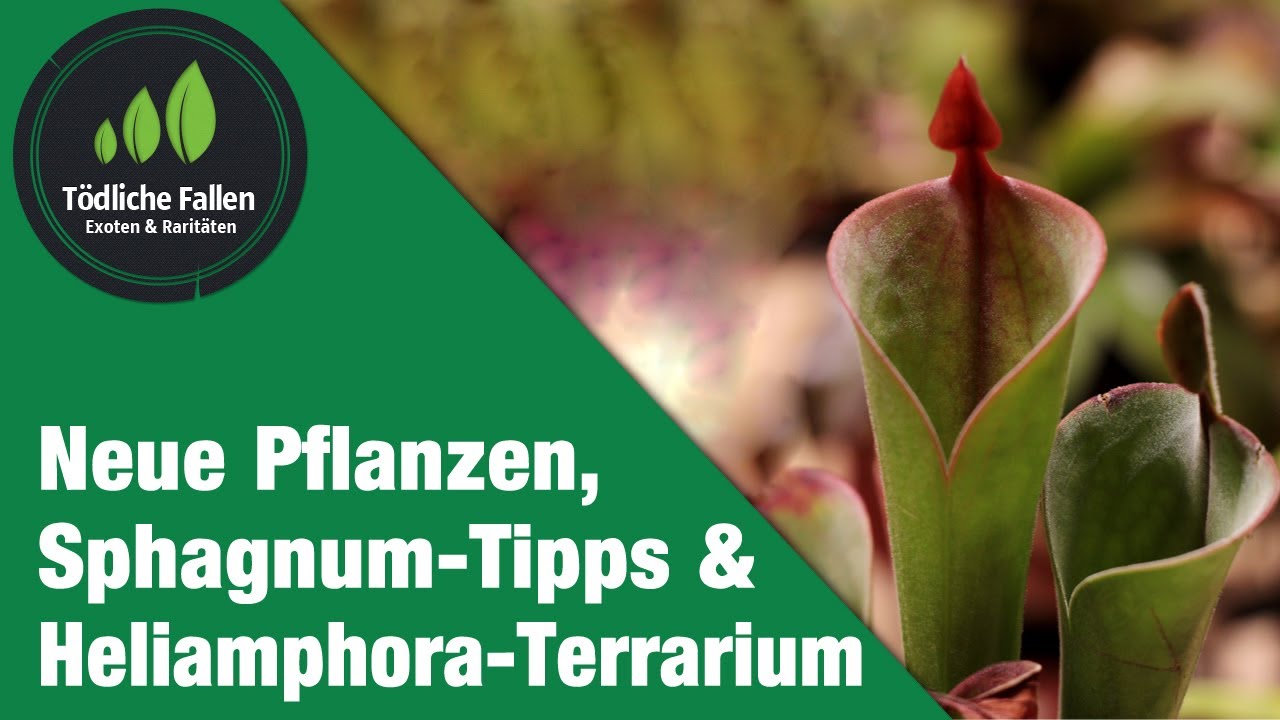 Alltag: Bau Heliamphora Terrarium, Sphagnum Tipps, Neue Pflanzen | Fleischfressende Pflanzen
