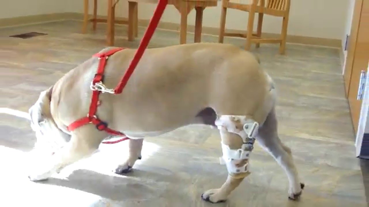 Happy Jack the English Bulldog with Stifle Knee Brace for ACL Injury