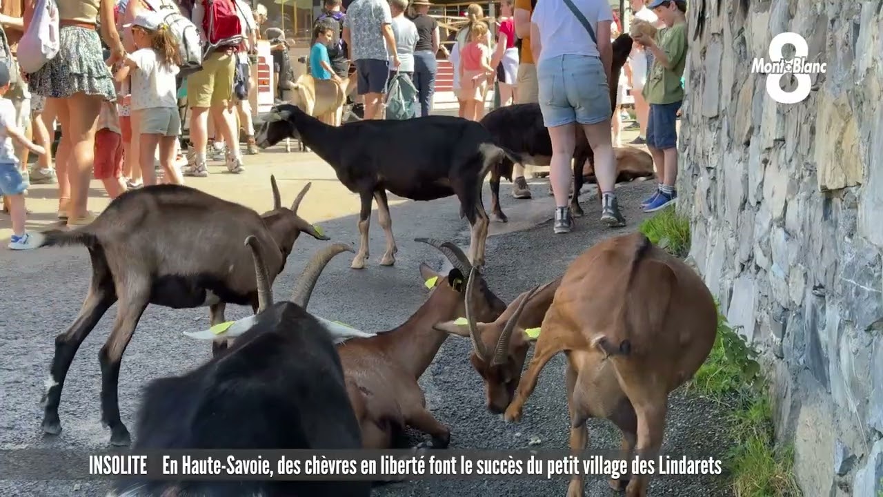 En Haute-Savoie, des chèvres en liberté font le succès du petit village des Lindarets