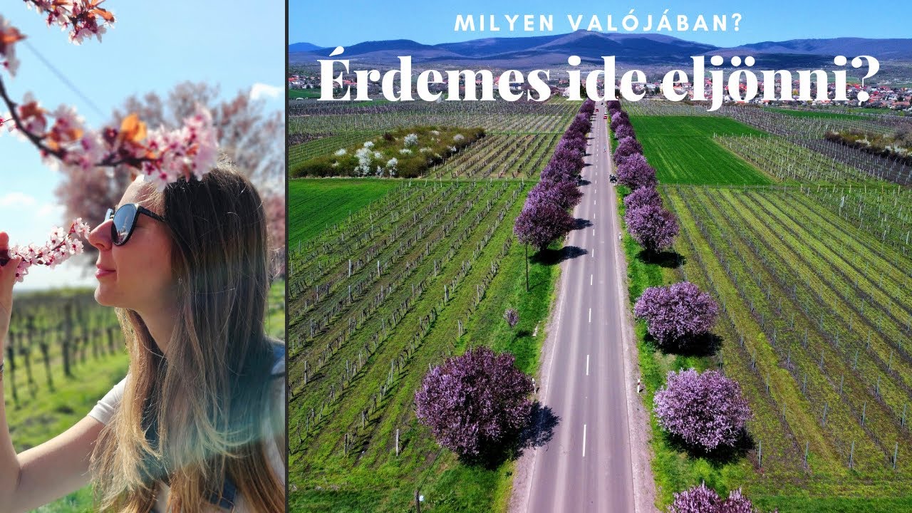 Gyöngyöstarjáni favirágzás a VALÓSÁGBAN + Hollókő