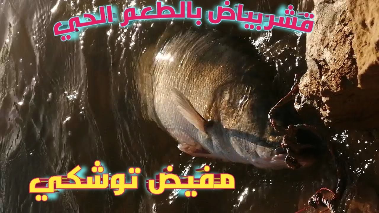 قشر بياض مفيض توشكي بالطعم الحي 2023