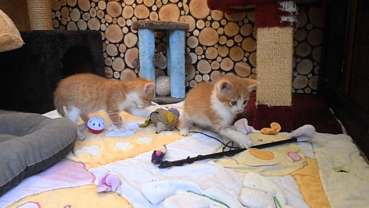 chatons joueurs