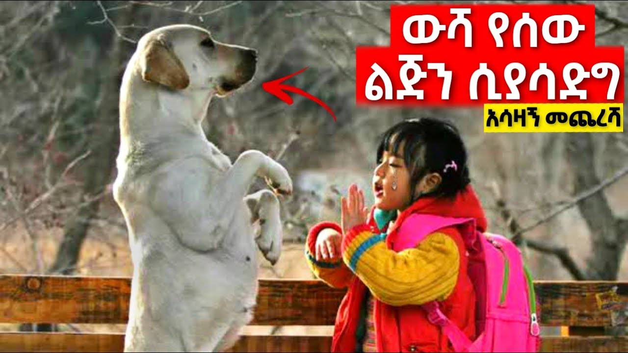 ብታምኑም ባታምኑም እናቷ ጥላት ከጠፋች ጀምሮ ውሻው ተንከባክቦ አሳደጋት!!! | Yabro Tube | Amharic Movies