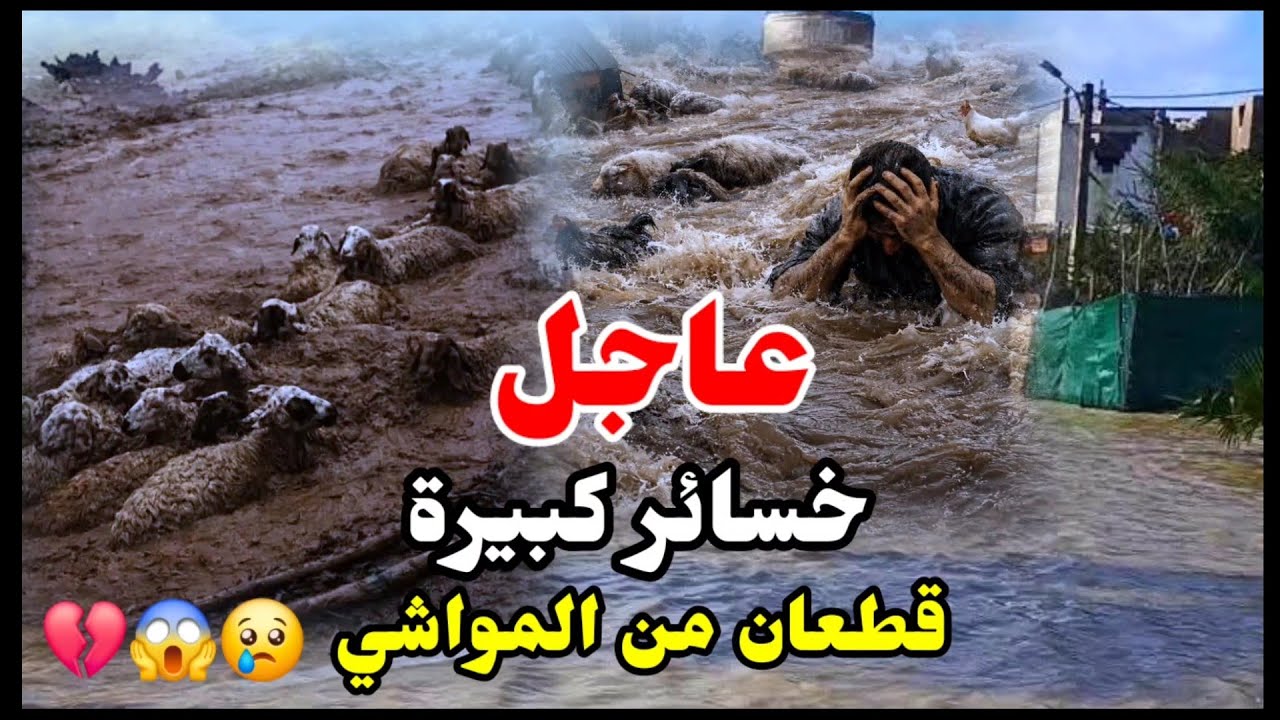 عاجل. 😱😱 بإقليم سيدي قاسم واد سبو خرج عن السيطرة تسبب في خسائر..😢 قطعان من المواشي الفيضانات. المغرب