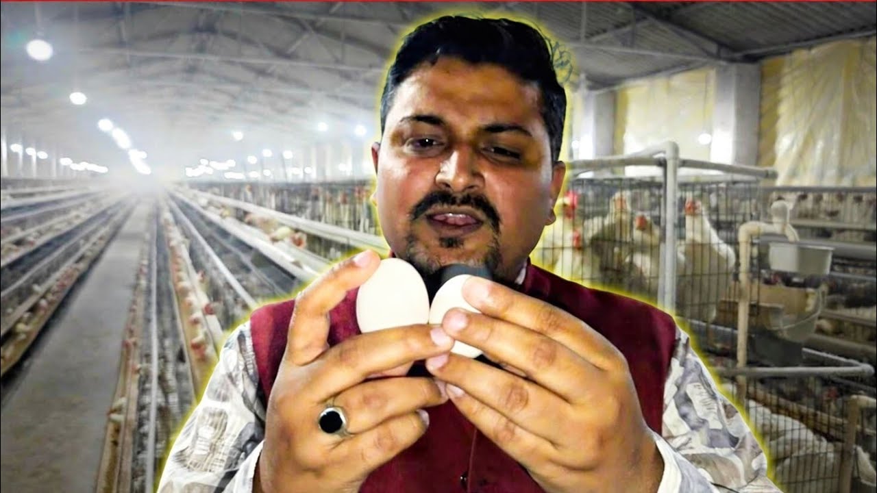 Sindh Layers Ne Diya Pehla Anda! 4 Din Mein 19 Eggs – Ab Kya Hoga Next?