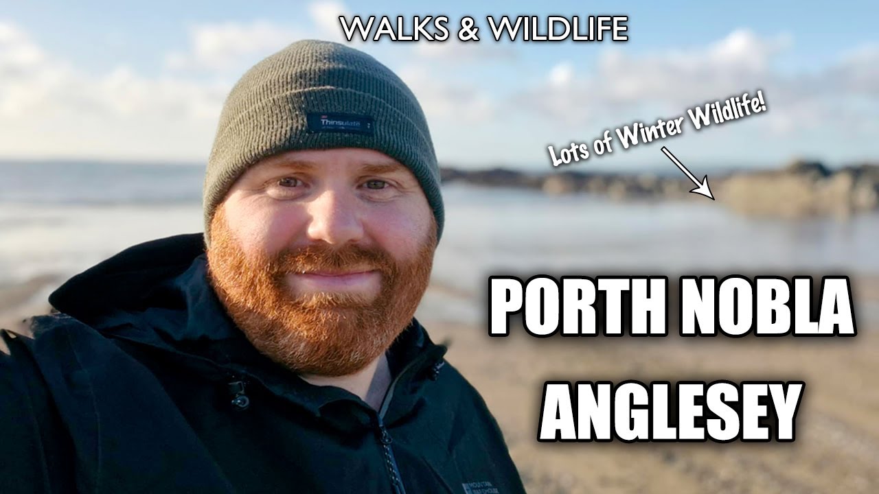 Winter Wildlife at Porth Nobla, Anglesey | Walks & Wildlife | Discover the Wild