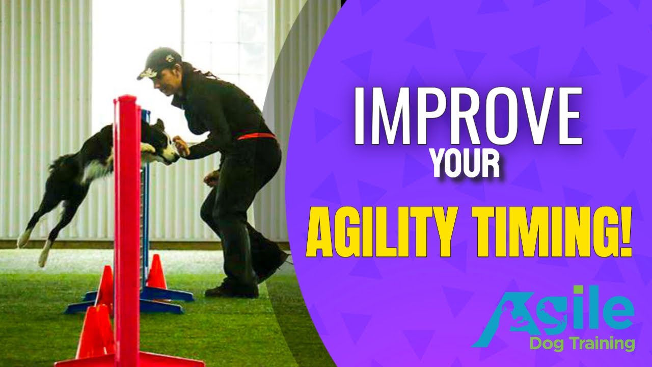 Improve Your Dog Agility Timing