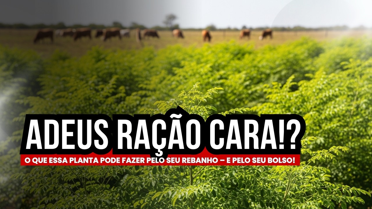 Adeus Ração Cara!? O Que Essa Planta Pode Fazer Pelo Seu Rebanho – E Pelo Seu Bolso!