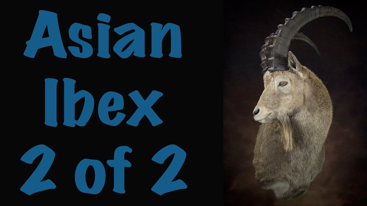 Asian Ibex, Part 2 of 2, Mounting process, Art of Taxidermy