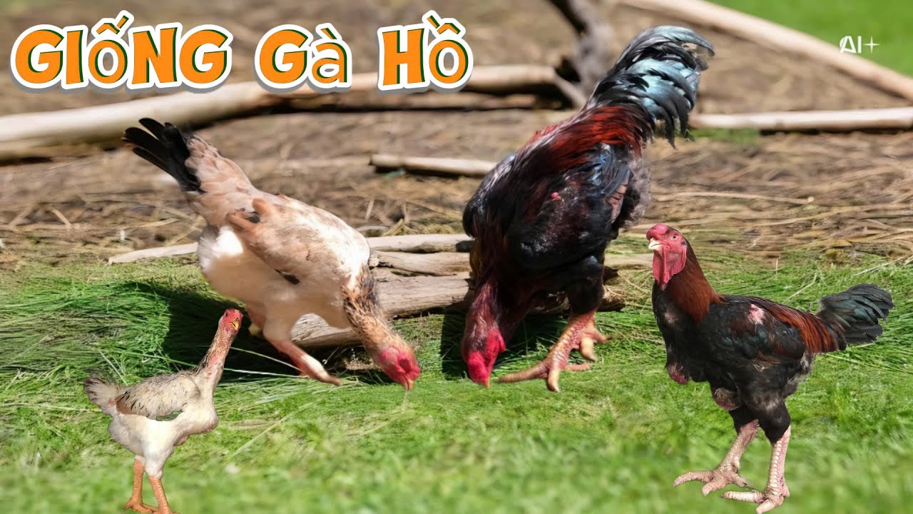 Khởi Nghiệp Chăn Nuôi Gà Hồ