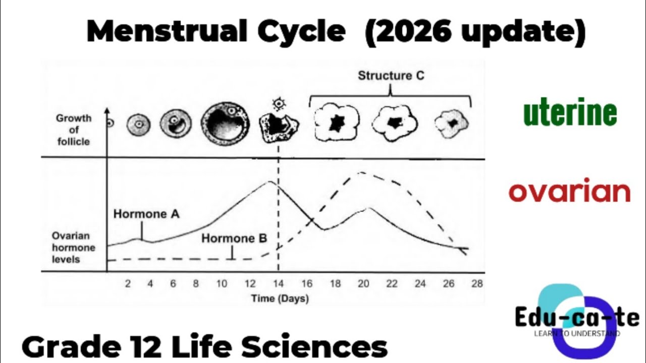 Menstrual Cycle (2026) - Grade 12 Life Sciences 