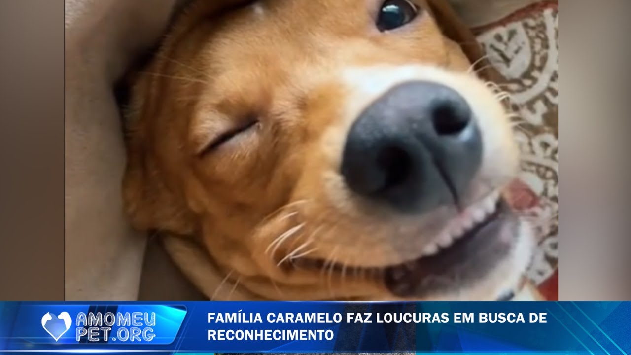 Cachorros exibidos que topam tudo por 15 minutos de fama | Jornalzinho Amo Meu Pet
