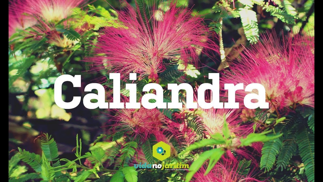 Caliandra