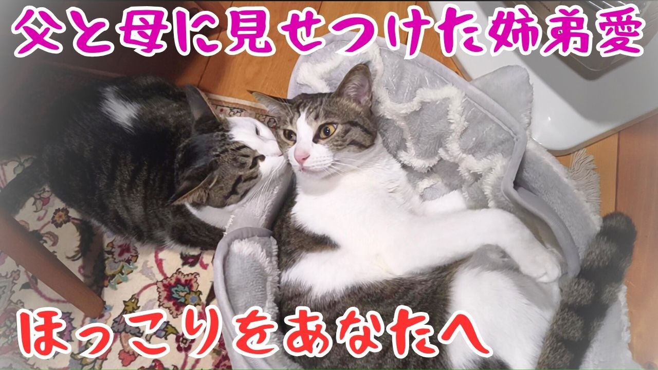 父動画22　小梅ちゃんとラオウくんのほっこりショー